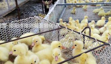 提高家禽产卵量 怎样提高家禽的孵化率