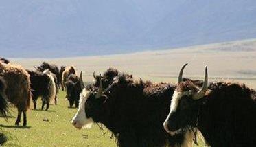 中国牦牛目前主要有哪些品种 中国牦牛产地