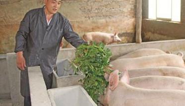 用青饲料喂猪能节约养猪成本吗 用青饲料喂家畜的方法及注意问题