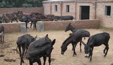 肉驴养殖技术 肉驴养殖技术 肉驴养殖场