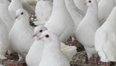 四种春季肉鸽常见病的防治方法 四种春季肉鸽常见病的防治方法有哪些