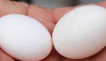 人工孵鸽子蛋最适合温度 人工孵鸽子蛋温度多少