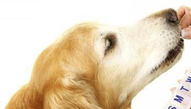 狗的品格和优点 怎样识别犬的优和劣的品性