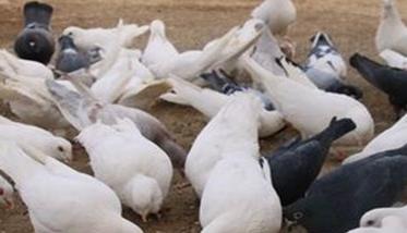 夏季肉鸽养殖必须要注意的六个要点 肉鸽养殖技术注意事项