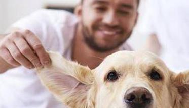 宠物狗的家庭养护方法 宠物狗的家庭养护