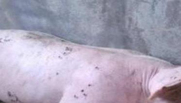 引起猪高热和皮肤有紫斑的疾病有哪些？