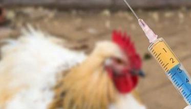 家禽的疾病预防与治疗 重视家禽预防性用药