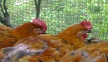 治疗家禽常见病的中药 如何用农家土方巧治家禽疾病