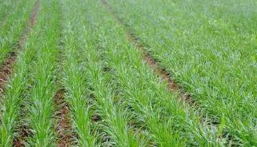 冬小麦如何施肥 冬小麦如何施肥?