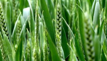 小麦对钾肥需求