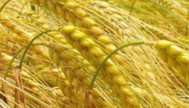春小麦和冬小麦的区别