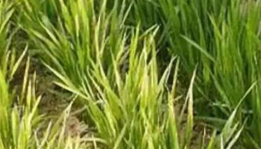 小麦发黄死苗如何防治，一亩小麦用多少芸苔素