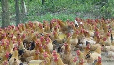 蛋鸡雏鸡阶段的饲养管理要点 简述雏鸡的饲养管理要点