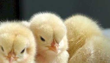 鸡养殖户育雏前要做哪些准备工作 养鸡育雏注意事项