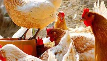 养殖场常见鸡病的治疗手册 养鸡技术大全 鸡病防治