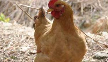 鸡养殖中蠕虫病的预防措施 鸡养殖技术与疾病防治