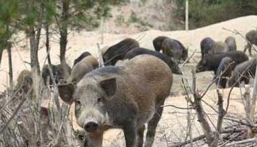 野猪养殖场的建设参考方案 野猪养殖计划书