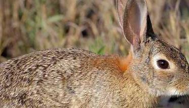 野兔的生活习性（野兔的特点和生活特征）