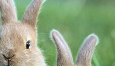 肉兔养殖户 肉兔的养殖成本及经济效益分析