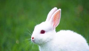 兔子养殖的市场前景分析 兔子养殖前景及价格