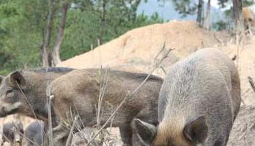 特种野猪养殖的六大误区 养殖野猪跟野生野猪怎么区分