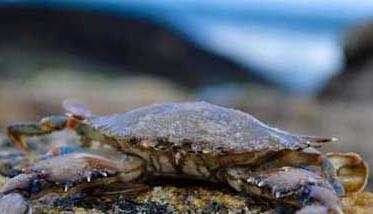 吃螃蟹都有哪些禁忌 吃螃蟹的禁忌有哪些?
