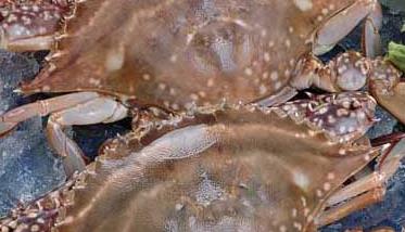 螃蟹不能与啥一起吃 螃蟹不能和什么一起吃呢？