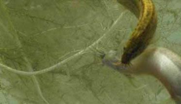 台湾泥鳅的成长速度为什么很快 台湾泥鳅长得快吗