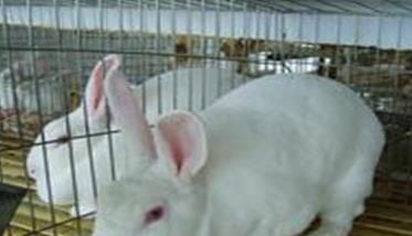 肉兔养殖技术与管理ppt 肉兔养殖五项必知技术