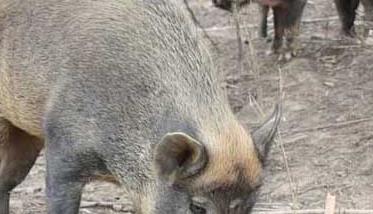 贵州哪里有养野猪的 贵州野猪养殖场有哪些？