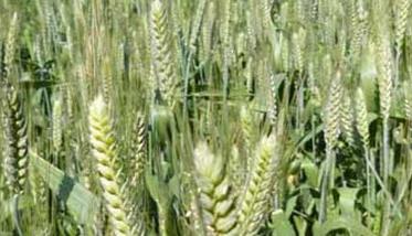 小麦播种时间