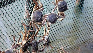 养殖螃蟹的最有效的方法 螃蟹常见的养殖方式有哪些