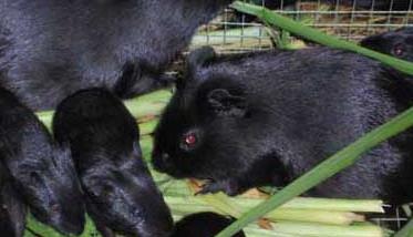 黑豚鼠养殖技术 黑豚养殖的分栏饲养技术