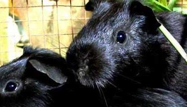 黑豚养殖冬季的饲养管理方案 黑豚鼠养殖方法