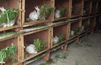 兔子养殖过程中饲喂注意事项（喂食兔子过程中需要注意什么）
