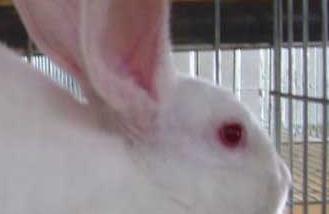 肉兔养殖需要注意什么 肉兔养殖的饲养原则