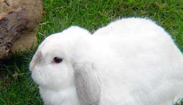 认识及防治兔子耳痒病 兔子耳朵痒怎么办