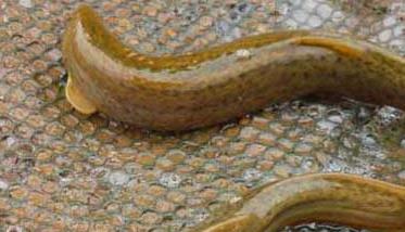 泥鳅养殖疾病防治 泥鳅常见疾病的防治技术