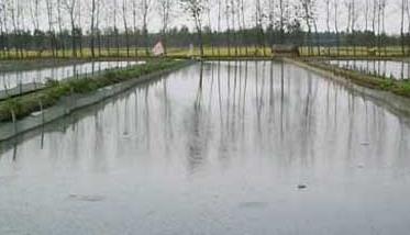 泥鳅养殖池的建造方法 泥鳅养殖池怎么建
