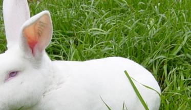 獭兔冬天吃什么最好 冬季獭兔养殖需要注意哪些问题