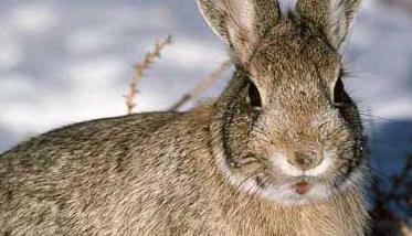 兔子的饲料有哪些 介绍五种喂养兔子的常用饲料