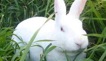 兔子的常见病认识及其防治（兔子的疾病防治）