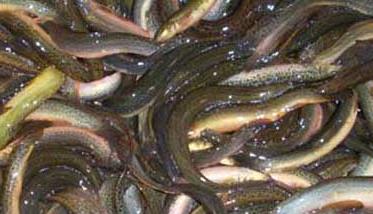 泥鳅常见疾病及防治措施 泥鳅的病害及其防治