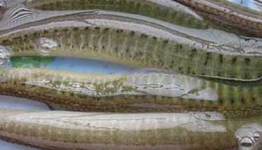 泥鳅养殖成本及养殖效益分析 养泥鳅的成本和经济效益