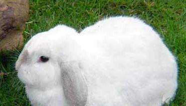 獭兔与家兔在生活习性上面的比较 獭兔和家兔可以杂交吗