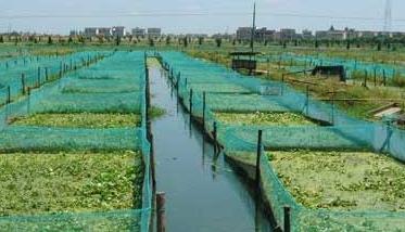 室内泥鳅养殖池该怎么建 泥鳅养殖池的选择方法
