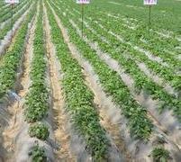 脱毒马铃薯地膜覆盖栽培技术 马铃薯种苗脱毒技术