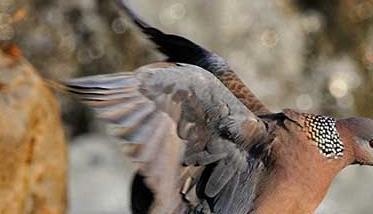 野生斑鸠有哪几种常见品种 斑鸠的种类有哪些？