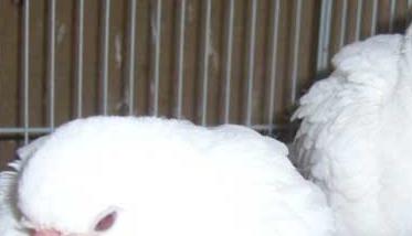 斑鸠养殖－斑鸠图片 斑鸠的饲养方法,哪有养斑鸠的