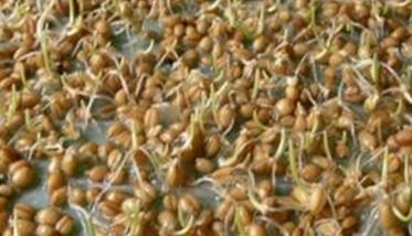 教你如何留小麦种子的方法 小麦种子处理的方式